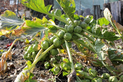 WILLVINE VNR -XIII Annual Brussels Sprouts Seeds [2.5g] Seed(750 per packet)