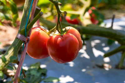 XOLDAA tomato Seed(110 per packet)
