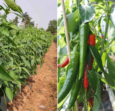 BDSresolve kanthari chilli seeds/chilli seeds 57 Seed(57 per packet)