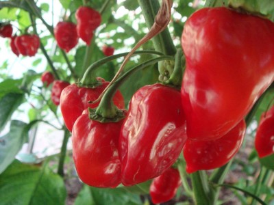 CYBEXIS Rare Habanero Hot Chili Pepper Seeds 500 Seeds Seed(500 per packet)