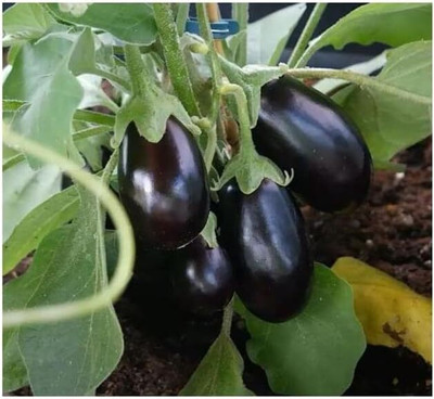 KNESSiN Early-Maturing Eggplant Patio Baby Brinjal ( Seeds) Seed(2000 per packet)