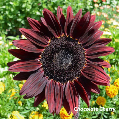 VibeX ® LXI-111 Chocolate Sunflower Seeds Seed(200 per packet)
