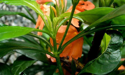 MAA Crossandra, Firecracker Seed(140 per packet)