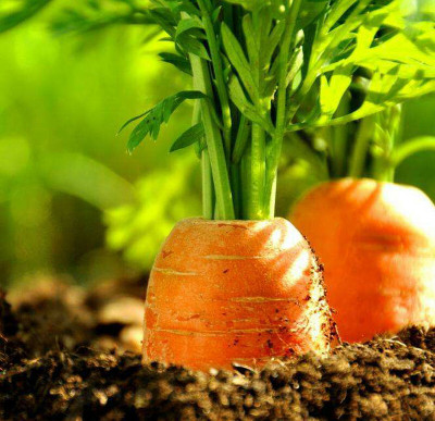 ZIFR नारंगी गाजर Orange Carrot Seed(1000 per packet)