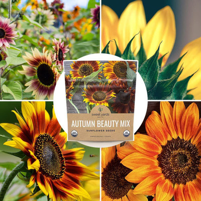 CYBEXIS LX-13 - Autumn Beauty Sunflower - (1350 Seeds) Seed(1350 per packet)