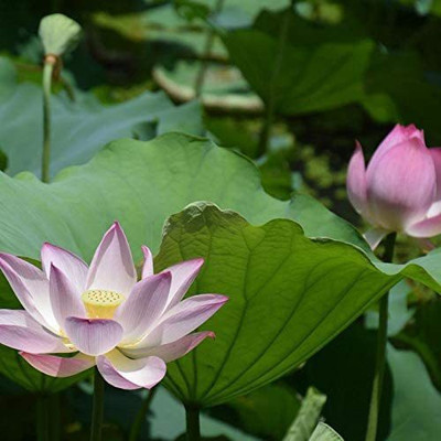 CYBEXIS ATS-33 - Aquatic Water Lily/Lotus - (270 Seeds) Seed(270 per packet)