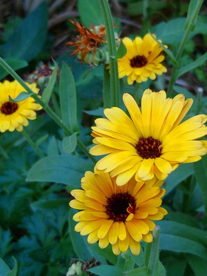 Lippy Classic Calendula Seed(70 per packet)