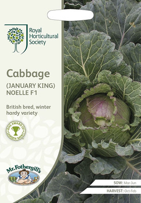 CYBEXIS Cabbage (January King) Noelle F1 Seeds2000 Seeds Seed(2000 per packet)
