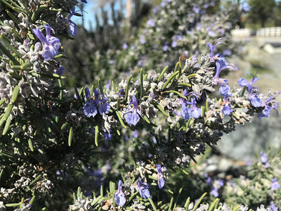CYBEXIS LX-47 - Blue Rosemary - (750 Seeds) Seed(750 per packet)