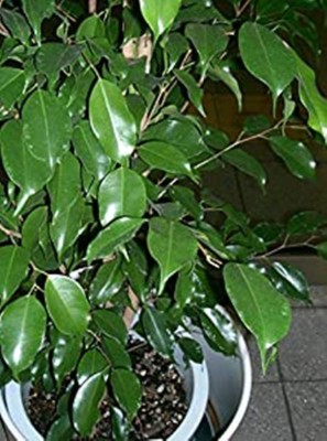 Kapebonavista Kapebonavista Ficus benjamina, commonly weeping fig Seed(1 per packet)