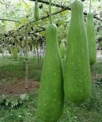 Avysa NAM TAO YAI Bottle Gourd Seeds Seed(20 per packet)