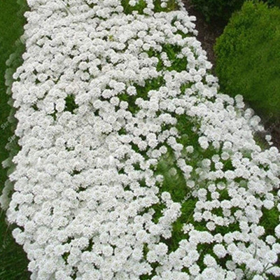 CYBEXIS GBPUT-44 - Creeping Thyme - (450 Seeds) Seed(450 per packet)