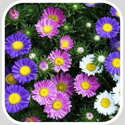 Aywal Aster Princess Mixed Flower Seed(50 per packet)