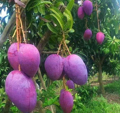 AAM Beej hybrid mango seeds highest yield Verity very testy fruit 1pc seed Seed(70 g)