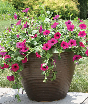VibeX PUAS-94 - Purple Wave Petunia - (60 Seeds) Seed(60 per packet)