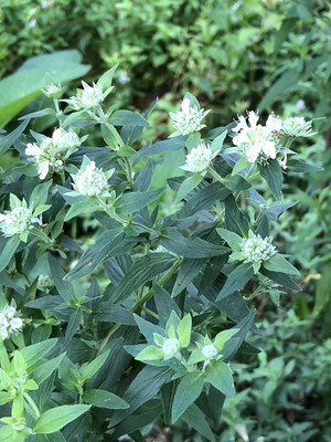 CYBEXIS NDIR-34 - Mountain Mint - (1350 Seeds) Seed(1350 per packet)