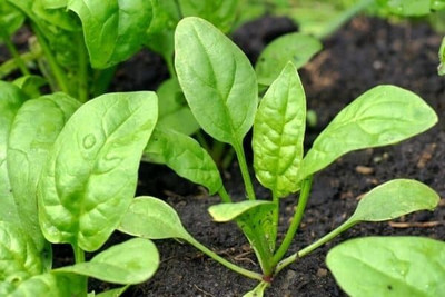 Quentova Spinach Vegetables-HQ-22Y Seed(300 per packet)