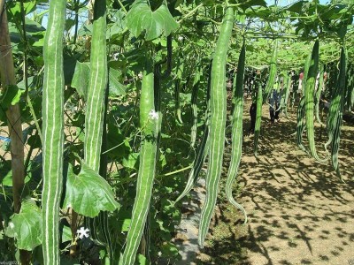 VibeX TLX-7 - BUAG NGU NAGA Snake Serpent Gourd - (300 Seeds) Seed(300 per packet)