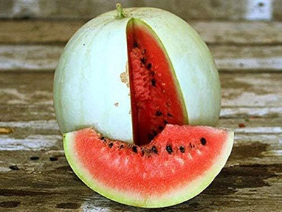 Qualtivate PUA-1A F1 Hybrid Watermelon Seeds Seed(100 per packet)
