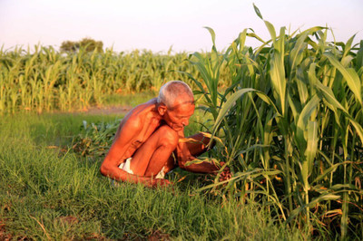 Pbevergreen Grass seeds for cow farming, Best grass seeds for cow Seed(2500 per packet)