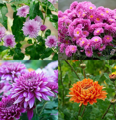 ibains Rainbow chrysanthemum flower seeds beez 32 Seed(32 per packet)