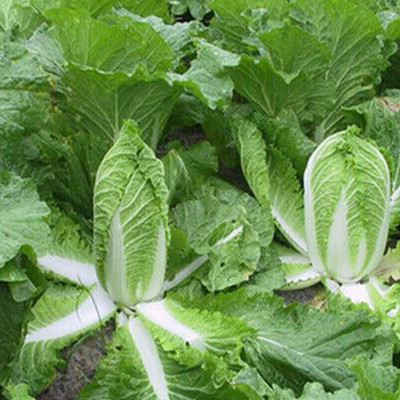 WILLVINE KGF -VIII Chinese Cabbage Michihili Heading Cabbage [2.5g] Seed(750 per packet)