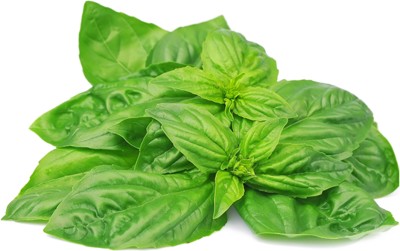 Qualtivate VVI-10 Nufar F1 Basil Seeds Seed(1000 per packet)