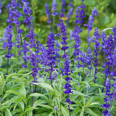CYBEXIS KGF -88 - Sage Sapphire Blue Salvia farinacea - (1350 Seeds) Seed(1350 per packet)