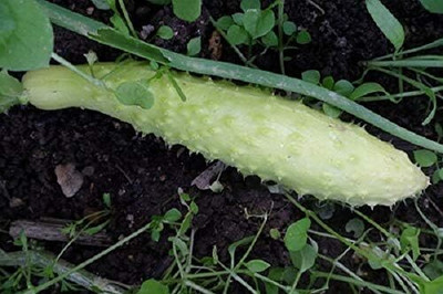 Qualtivate GBPT-6A Long Chinese Cucumber White Seed(300 per packet)