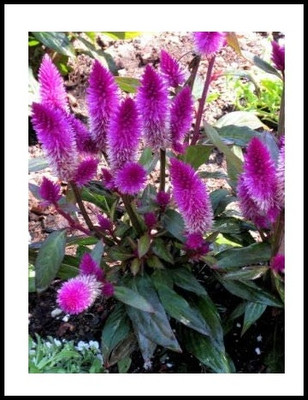 Qualtivate Celosia spicata Flamingo Cockscomb Seeds Seed(50 per packet)