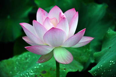 BrijBooti lotus,kamal gatta Seed(11 per packet)