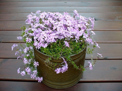 XOLDA Phlox flower Seed(33 per packet)