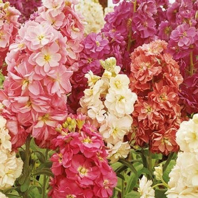 KANAYA Stock Matthiola Incana Double Mix Flower Seed(13 per packet)
