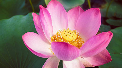 CRGO lotus,kamal gatta Seed(14 per packet)