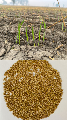 SHRI SANT SEEDS LLP Wheat Seeds PBW 826 for Agriculture & Farming Kanak Kheti Seed(100 per packet)