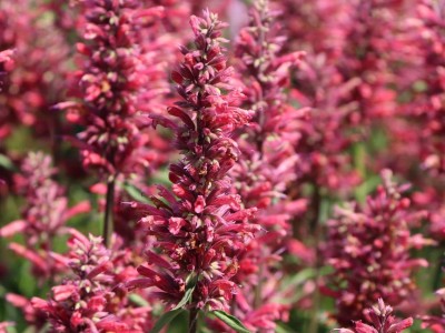 CYBEXIS NDIR-85 - Hummingbird Mint Mexican Cana Giant Hyssop - (450 Seeds) Seed(450 per packet)