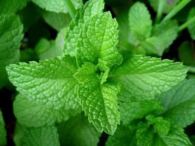 FOURGANIC Peppermint- Herb-(Organic) Seed(500 per packet)