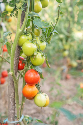 Easygrow tomato Seed(145 per packet)