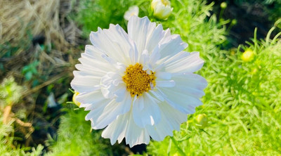 ZIXA Cosmos bipinnatus Seed(40 per packet)