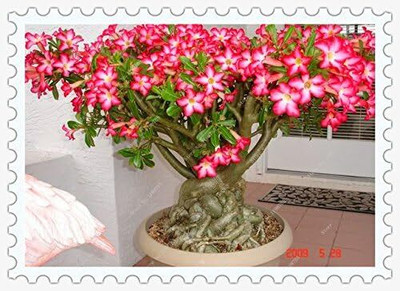 Qualtivate LXI-196 Adenium obesum Mixed Colours Seed(30 per packet)