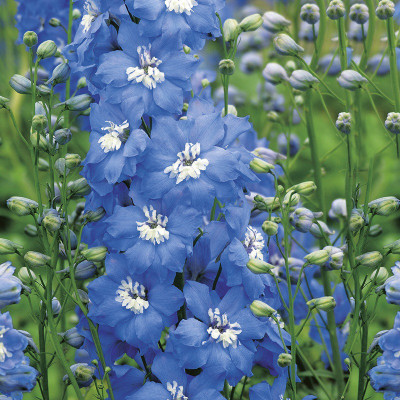 M-Tech Gardens Delphinium Flower Seed(50 per packet)