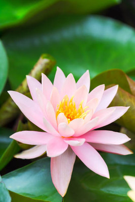 MYAT lotus,kamal gatta Seed(15 per packet)