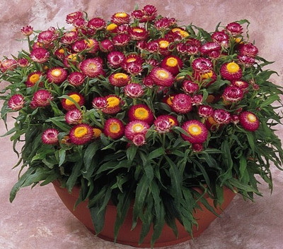 bloomaura Helichrysum Seed(50 per packet)