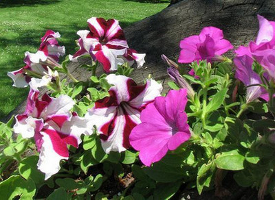 WHADE Petunia mix flower Seed(70 per packet)
