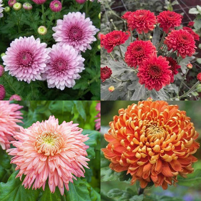 ibains Chrysanthemum flower seeds pink 21 Seed(21 per packet)