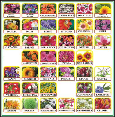 FLARE SEEDS 40 Variety of Flower Combo of Gardening Seeds Seed(40 per packet)