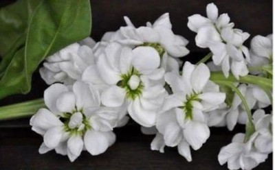 CYBEXIS F1 Hybrid Stock (Matthiola Incana Ten Week White) Gillyflower Night Scented Seed(50 per packet)