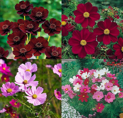ibains Cosmos flower seeds different colour 10 Seed(10 per packet)