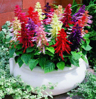 KANAYA Salvia Red Seed(65 per packet)