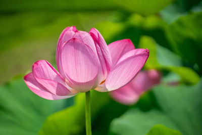 Aro lotus,kamal gatta Seed(10 per packet)